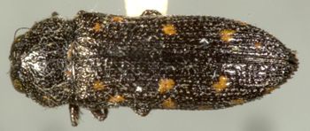 Media type: image;   Entomology 33805 Aspect: habitus dorsal view